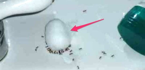 Как избавиться от муравьев всего за одну ночь?