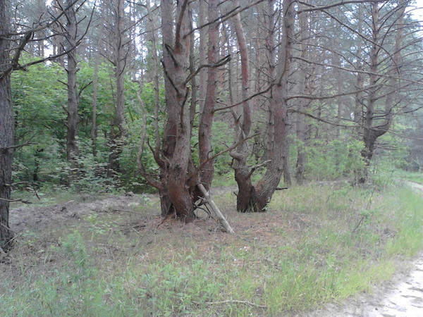 Ведьмин лес