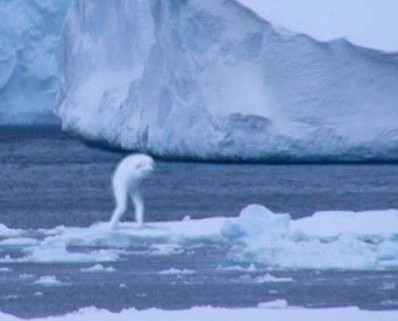 Чудовища Антарктиды — крионы