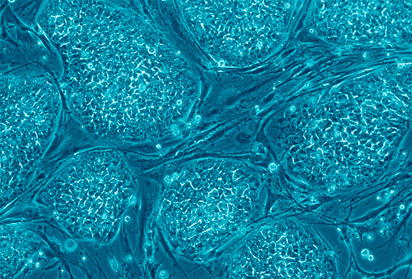 Стволовые клетки эмбриона