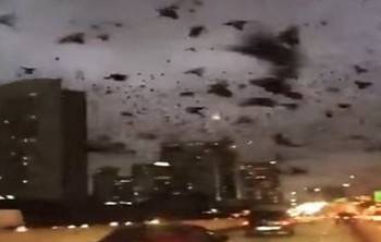 Огромная стая черных птиц атаковала автомобили на дороге в Техасе