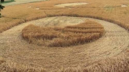 Инопланетян заподозрили в атаке на пшеничные поля