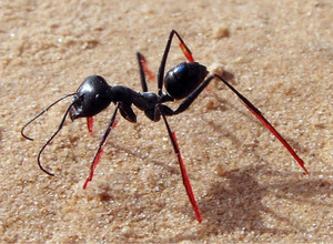 Как муравьи определяют расстояние до еды