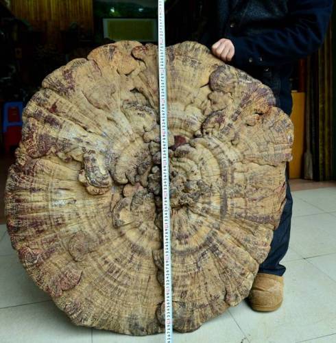 В Китае нашли гигантский "гриб бессмертия"
