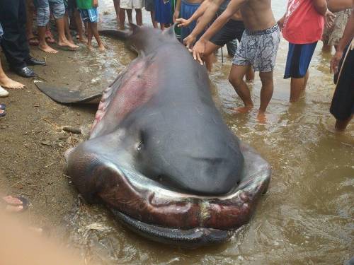 Филиппинские рыбаки поймали в сети редкую акулу