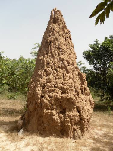 Термитники предотвращают распространение пустынь