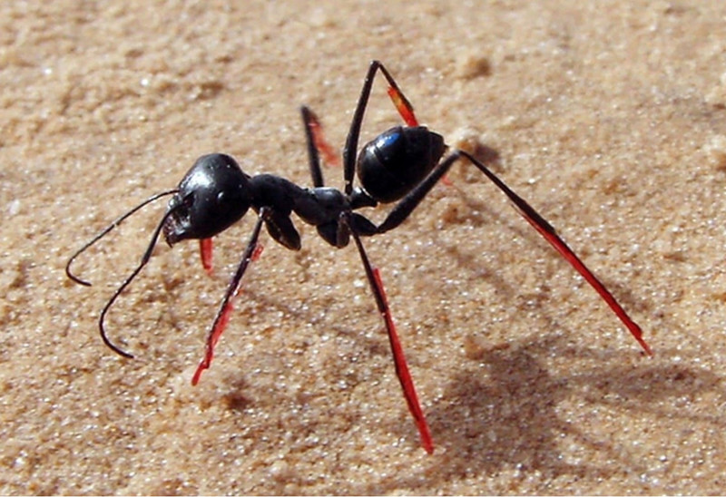 Как муравьи определяют расстояние до еды
