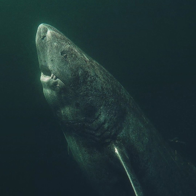 Гренландские полярные акулы